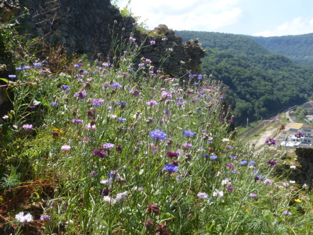 La jachère fleurie, côté Abbaye